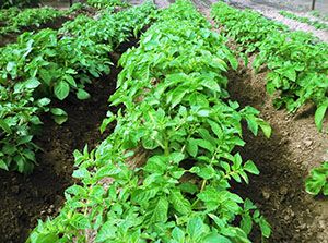 Посадки картоплі захищені від колорадського жука