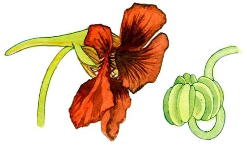 Квітка настурції та коробочка з насінням