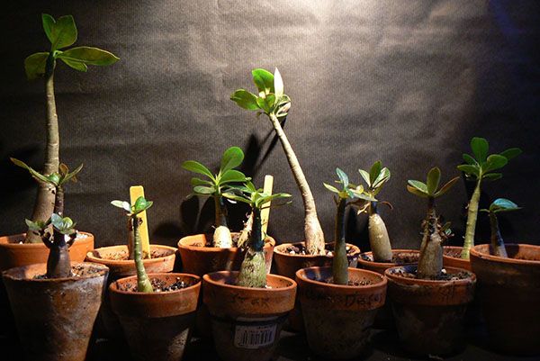 вирощування адениума з насіння