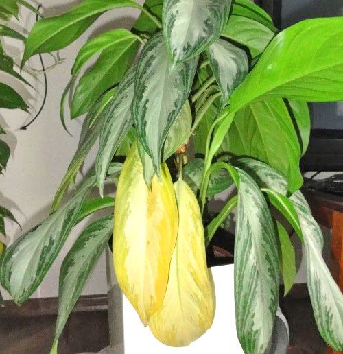 Поява великої кількості жовтого листя сигналізує про проблеми