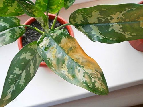 Плями на листі - сигнал про надмірному поливі