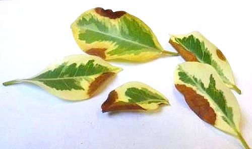 Щоб уникнути захворювання рослини, полив проводять теплою водою