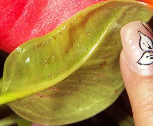 На аркуші аглаонеми оселилися шкідники