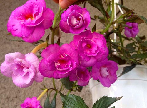 Ахименес - розмноження насінням, живцями, різом, відео