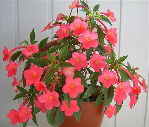 Для розмноження ахіменес існує багато способів