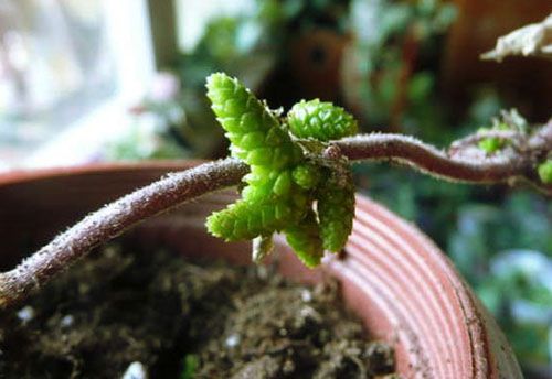 Найпоширеніший спосіб розмноження - різоми