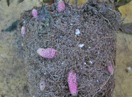 Розмноження різом проводять в період спокою