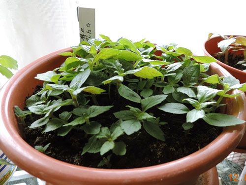 Розмноження ахіменеса насінням