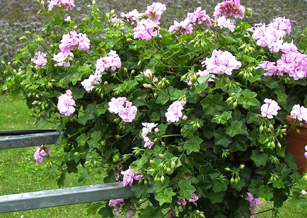 Рясне цвітіння ампельної герані