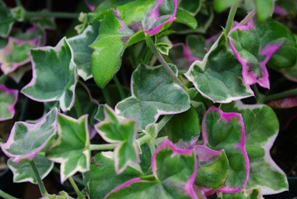 Декоративна листя ампельної герані