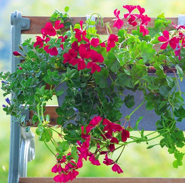 Ампельна герань воліє помірний полив