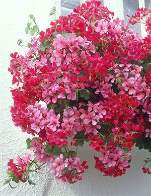 Щотижневе внесення комплексного добрива забезпечить пишне цвітіння