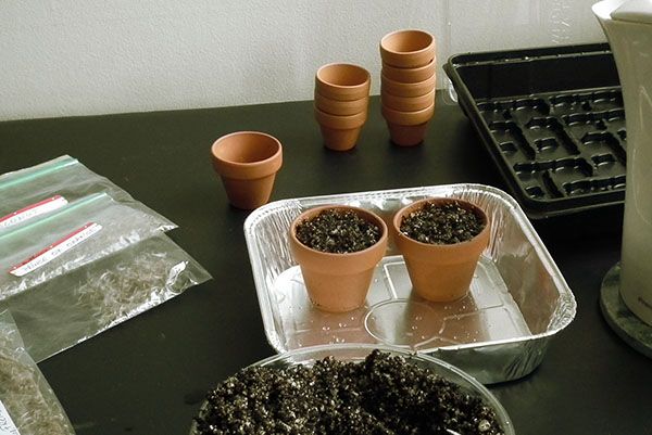 посів насіння