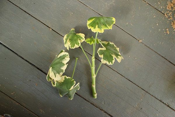 Розмноження ампельної герані держаком