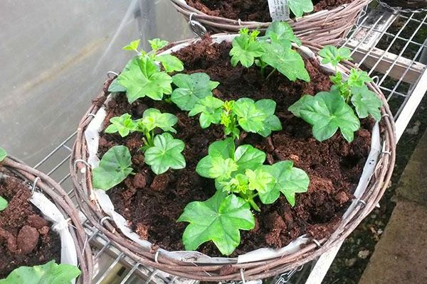 молоді рослини