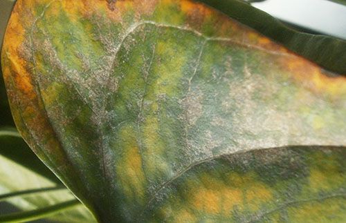 Причини жовтіння листя антуріуму та як їх вирішити