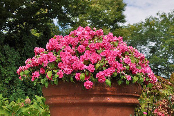 Бальзамін в саду