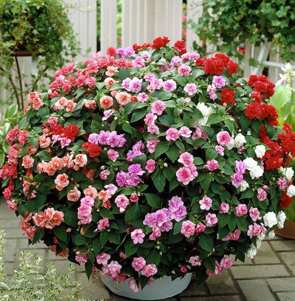 Різноманіття цвітіння бальзаміну