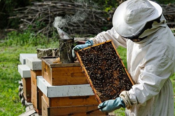 Робота бджоляра на пасіці