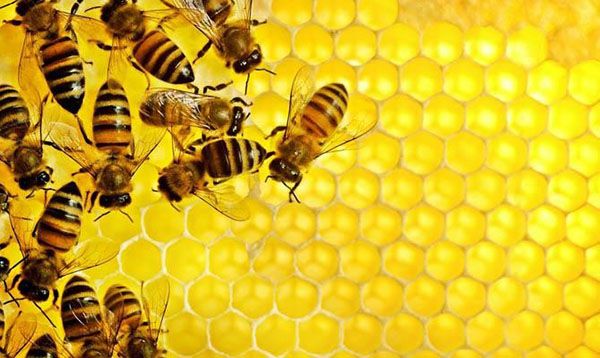 Бджоли відкладають мед