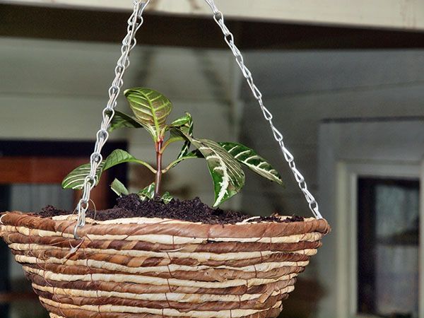 Домашня афеландра - розмноження квітки в домашніх умовах, фото, відео