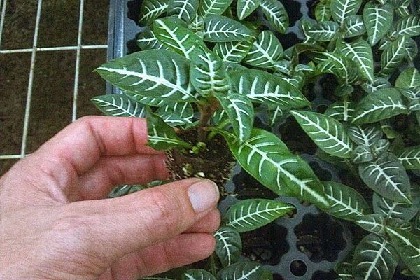 Молоді рослини з насіння