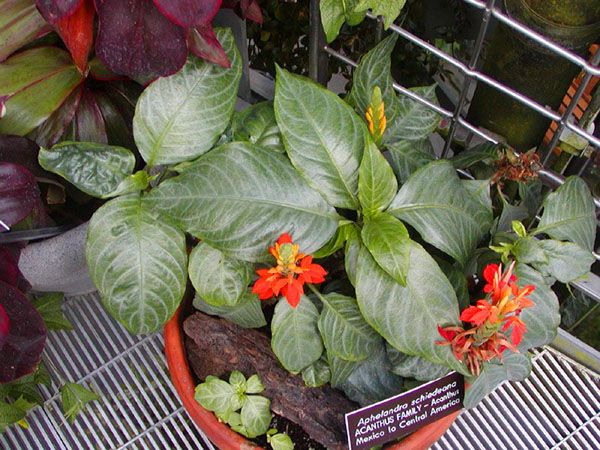 Влітку на балконі афеландра привертає слимаків, білокрилок і тлю