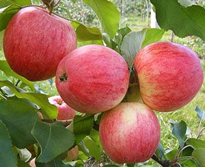 Плоди яблуні Мельба