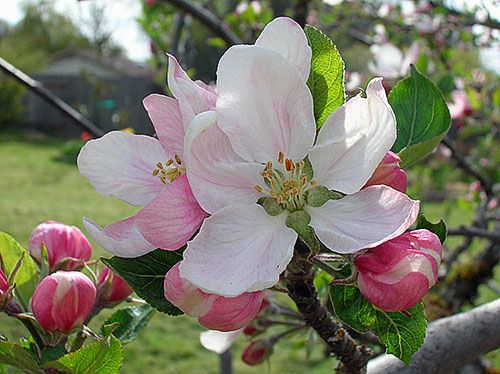 Цвітіння яблуні Мельба