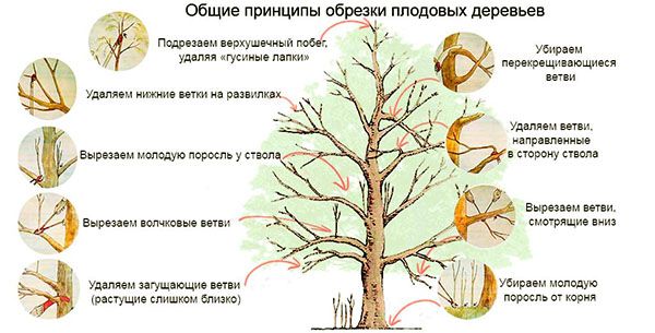 Принцип обрізки плодових дерев