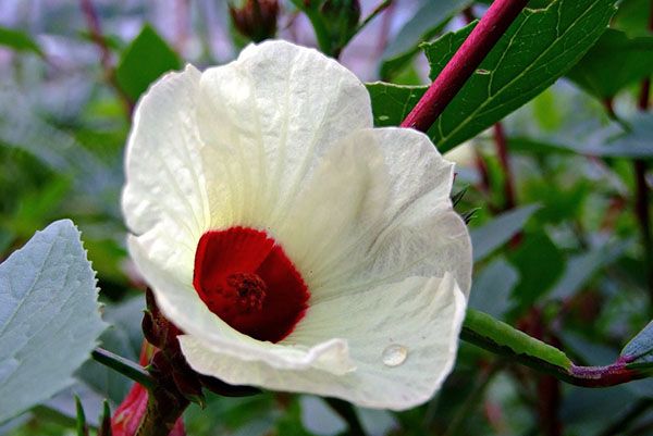 Гібіскус розелла або Hibiscus sabdariffa