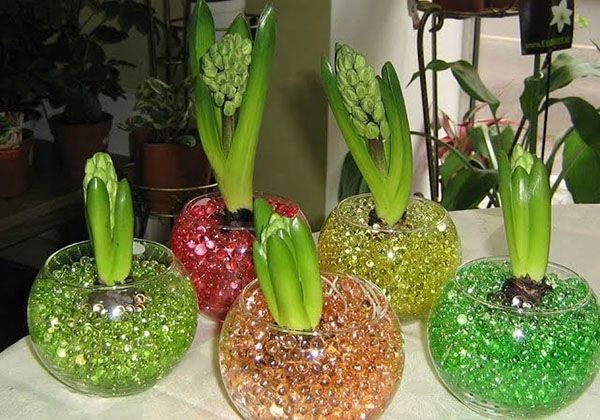 Гідрогель для рослин - як користуватися, застосування, склад, відео