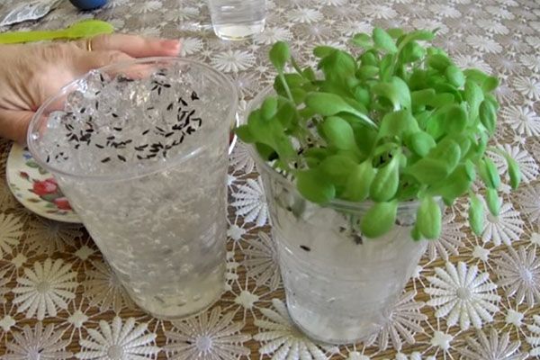 пророщування насіння