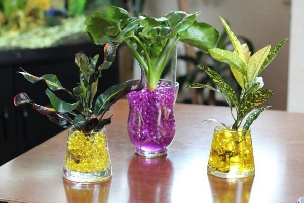 укорінення живців в гідрогелі