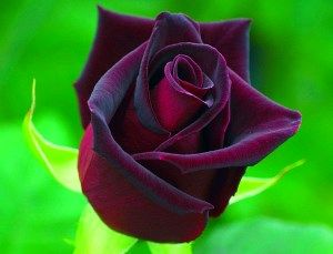 Голланскіх троянда Black Baccara