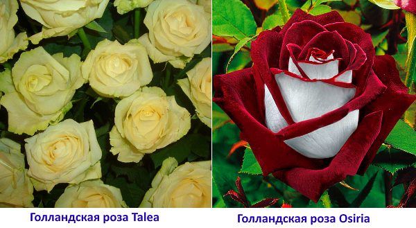 Фото голландська троянда Osiria і Talea