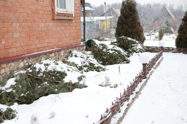 грудень на квіткових грядках