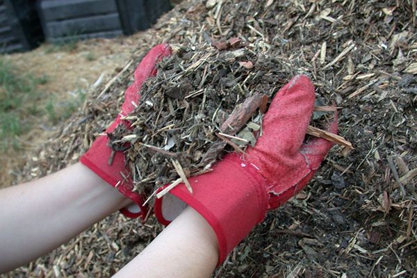 мульчування багаторічників