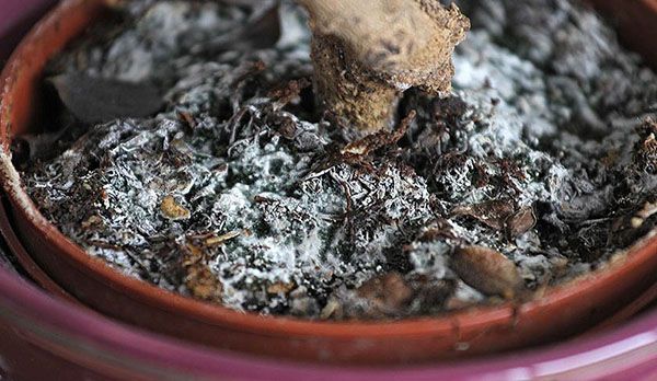 білий наліт у квітковому горщику