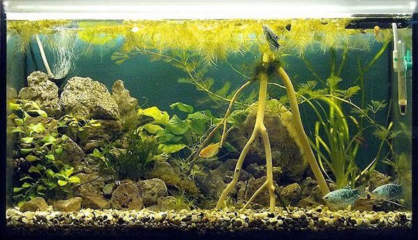 грунт в акваріум закладають до заселення рибок