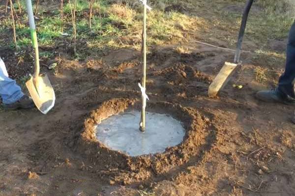 полив груші