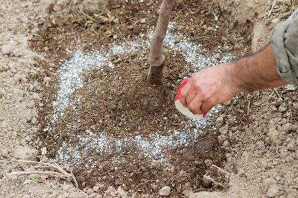 підгодівля груші