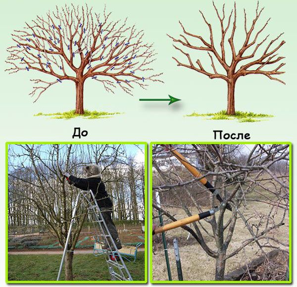 обрізка груші