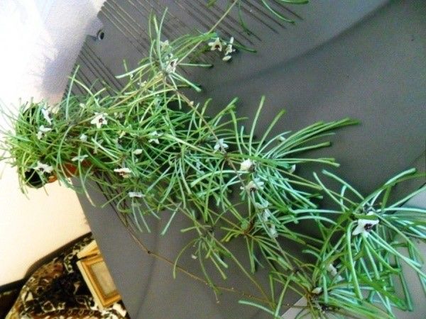 хойя ретуза