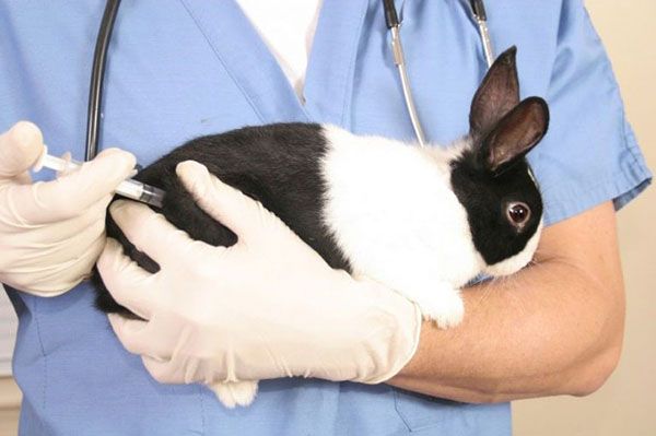 лікування кролика нітоксом 200