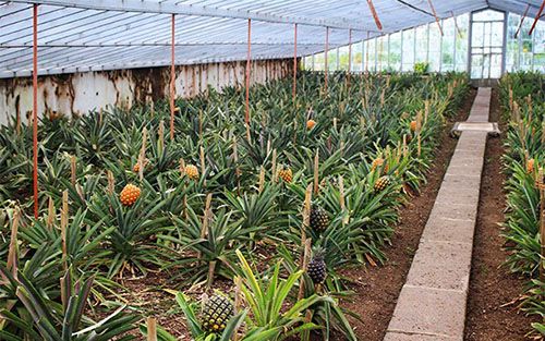 Вирощування ананасів в теплиці