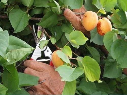 річна обрізка абрикос річна обрізка абрикос