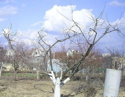 омолоджування старого абрикоса омолоджування старого абрикоса