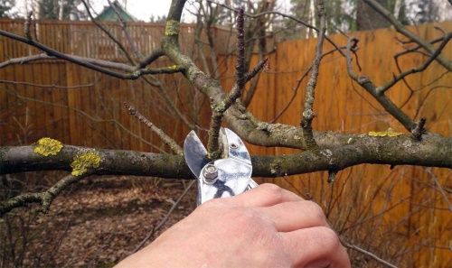 осіння обрізка абрикос осіння обрізка абрикос