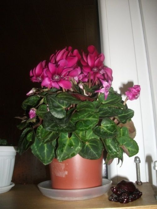 Як поливати цикламен, способи і частота поливу, відео